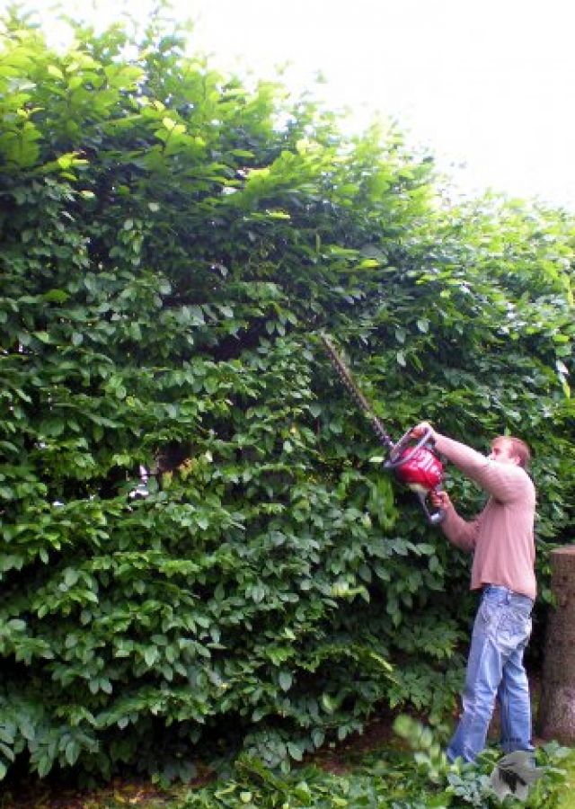 Fotografie stříhání keřů