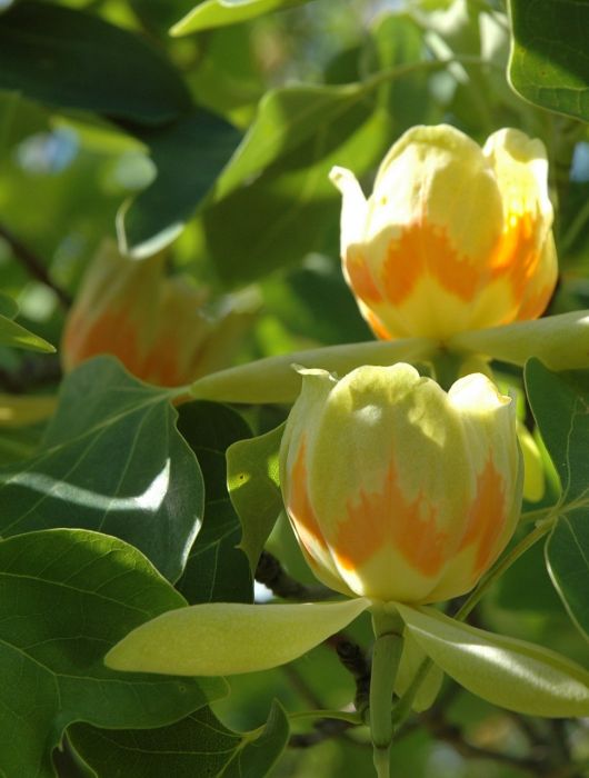 Fotografie květů liliodendronu